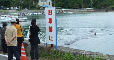 田辺湾に迷い込んだマッコウクジラ