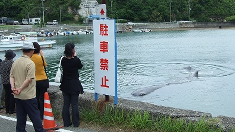 田辺湾に迷い込んだマッコウクジラ