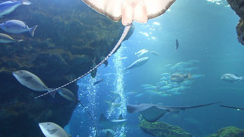 京都水族館