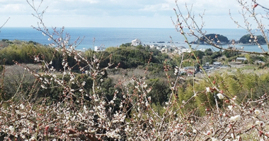 株式会社浜市本社後方に広がる梅林からの南部湾