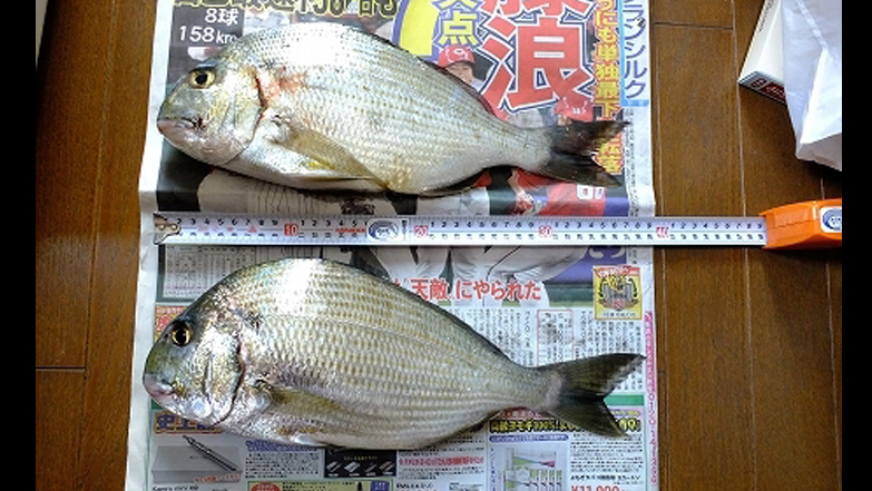 中紀・煙樹ヶ浜で釣られたヘダイ