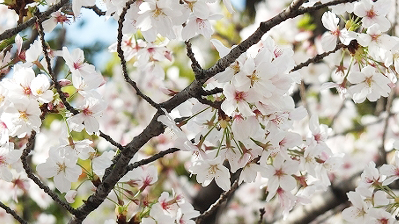 桜