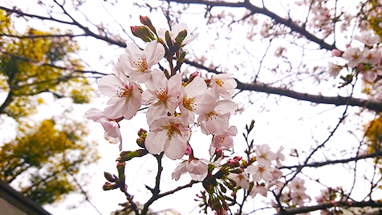 桜