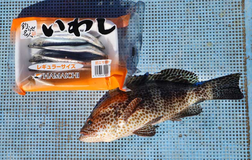 製品案内 | いわし 小さめ・レギュラー・大きめ | 株式会社浜市 総合