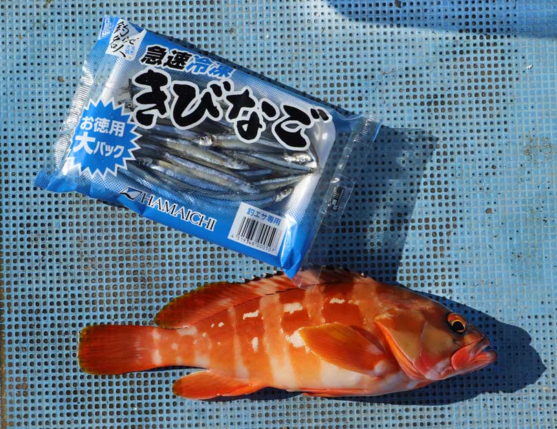 製品案内 | きびなご 徳用パック | 株式会社浜市 総合釣り餌メーカー