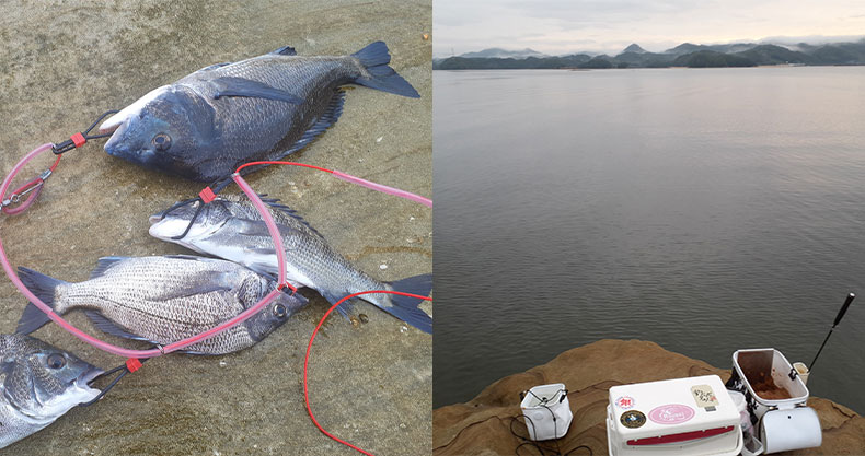 釣果レポート | 雨に祟られるも40センチオーバー長崎・伊万里湾 福島の