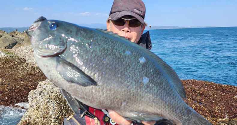 釣果レポート | 2月21日 串本・樫野の磯でなんと52.5㎝の腹パンのグレ
