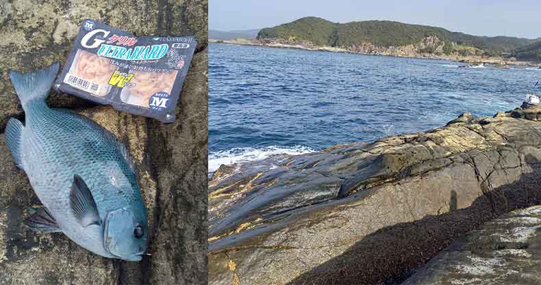 釣果レポート | 2月24日 名礁伊古木の沖のセシマでグレ60匹近くの大